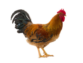 rooster