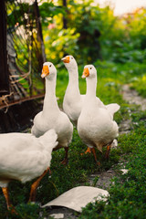 Geese in a village walk on the lawn
