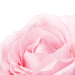 Pink Rose Flower Petals