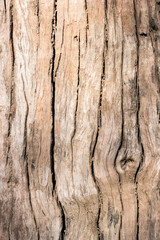 Died wood with sunlight