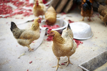 Brown hens with focus on middle hen

