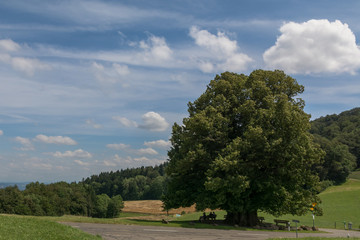 Linde in der Natur beim Auslug