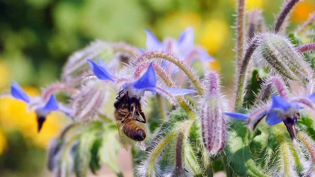 Biene an Borretschpflanze
