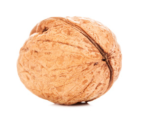 Single Walnut In A Shell