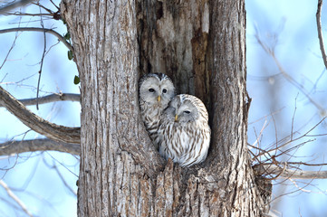 エゾフクロウの夫婦