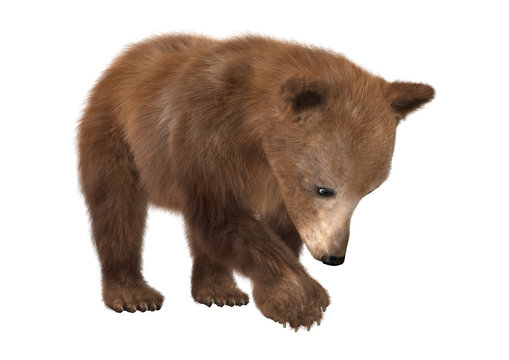 3D Rendering  Brown Bear Cub on White