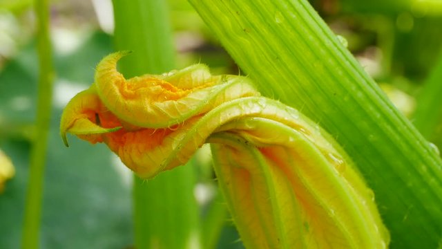 Zucchinibl&uuml;te im Nutzgarten