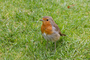 English robin on the lawn.