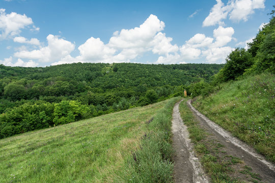 Meadow, wild field.  Forest. Busha, Vinnytska oblast, Ukraine.