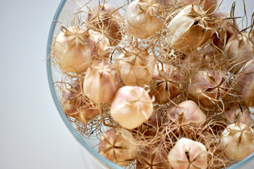 curly capsules of seeds