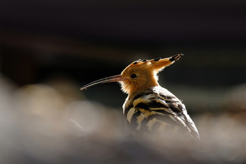 huppe fasciée oiseau plume plumage bec profil © shocky
