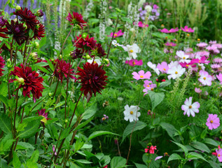 Dahlias in the English summer flower border