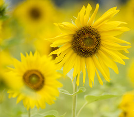 Obraz premium sunflowers