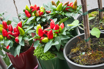 piments, plante décorative