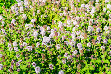 Many lilac flowering water mint plants from close © Ruud Morijn