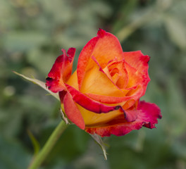 Yellow-red rose flower.