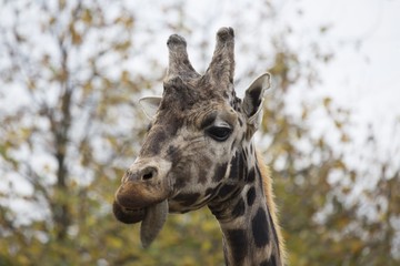 Giraffe (Giraffa camelopardalis)