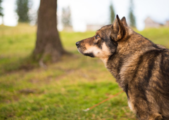 Dog on green grass