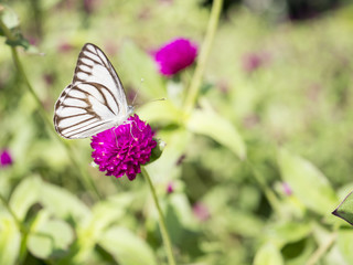 Close up butterfly in Globe amaranth flower 5