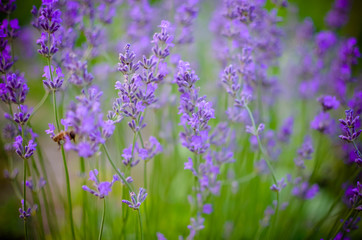 Fototapeta na wymiar View of Fresh Lavender in Fields