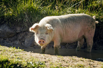 Young pig in a puddle of with mud