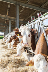 Cows eating hay in cowshed