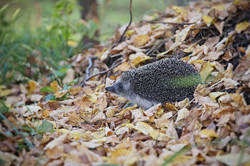 Naklejka na ściany i meble European hedgehog walking in autumn forest