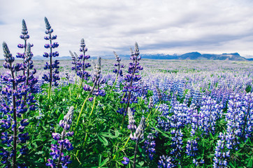 Blue/violet lupin field near mountains