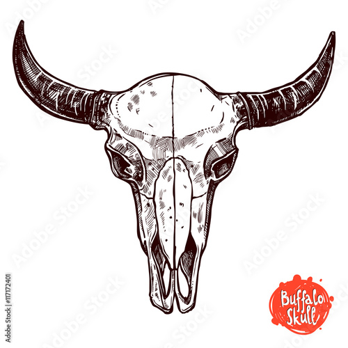 "Buffalo Skull Hand Drawn Sketch" Imágenes de archivo y vectores libres