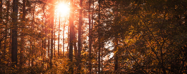Herbst im Wald, Sonnenschein und Insta Style Bearbeitung, Panora