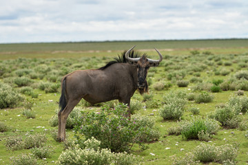 Blue wildebeest antelope, Africa