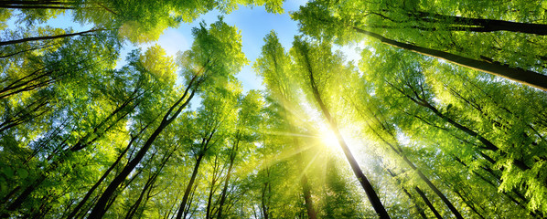 Soleil magique sur la cime verte des arbres de la forêt