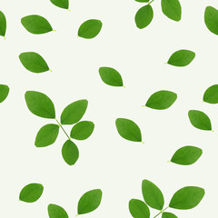 green leaves on white background (seamless pattern) for natural concept


