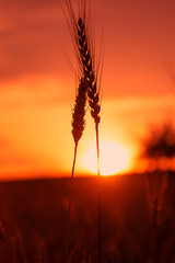 majestic sunset over a field of wheat. slender spikes influenced the blinding sun on a background of red sky. concept rich harvest. silhouette on sky background. retro style. vintage creative effect