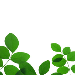 Fototapeta na wymiar green leaves on white background for natural concept