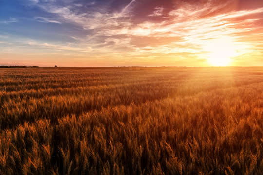 fantastic colorful sunset over wheat field. ears of cereal under the influence of sunlight. majestic, rural landscape.  Rich harvest Concept. creative image