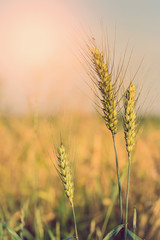 golden ears of wheat or rye, close up. rural landscape under shining sunlight. Rich harvest Concept. small depth of field. Soft lighting effects. Copy space installation of sunlight on the horizon.
