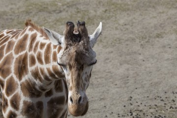 Obraz premium Giraffe (Giraffa camelopardalis)