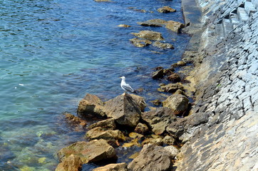 seagull sitting a the blue coast of sea