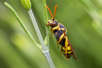 Wasp in garden, Never give up