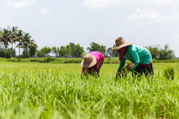 Naklejka na ściany i meble Farmers working in rice field