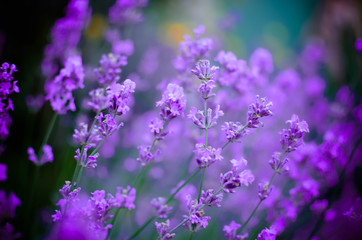Fototapeta premium View of Fresh Lavender in Fields