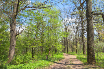 Fototapeta na wymiar Footpath in spring sunny forest, beautiful landscape