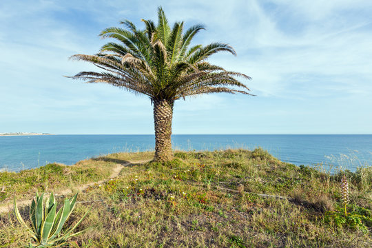 Palm tree on ocean shore.