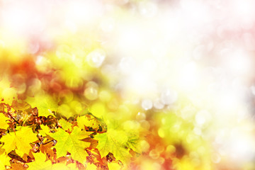Obraz na płótnie Canvas Autumn landscape. Beautiful leaves. Colorful trees. foliage