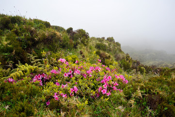 Azores Monte Escuro trekking path with flowers growing towards p