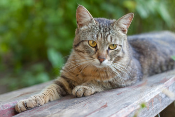 Cat resting in the garden on the bench