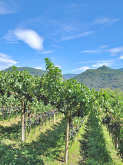 Fototapeta na wymiar Weinbau am Kalterer See an der Südtiroler Weinstrasse,Italien