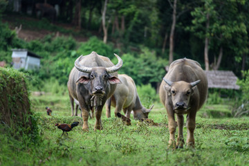 Buffalo eating grass in fields at Chiang Mai,Thailand.