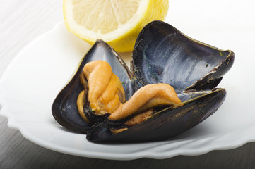 Fresh mussel cooked close up on the white plate